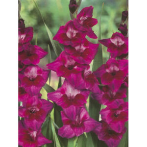 Гладіолус Velvet Eyes