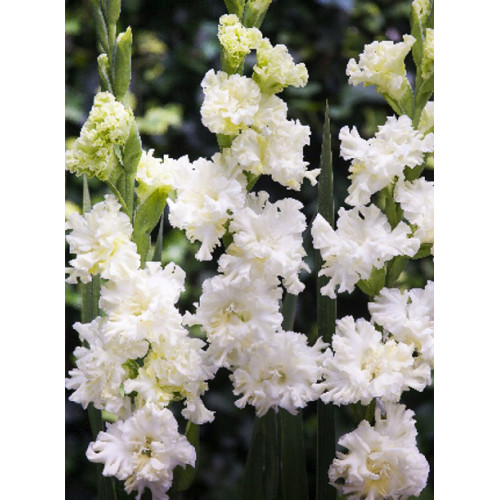 Гладіолус Octopus