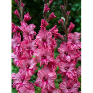 Гладіолус Kingston Frizzle