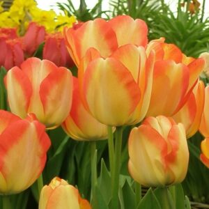 Тюльпан American dream 600 цибулин розмір 12+