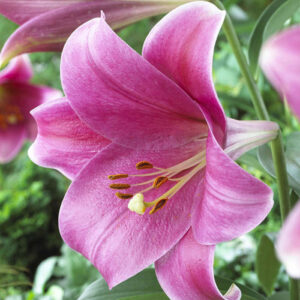 Лілія Pink Heaven