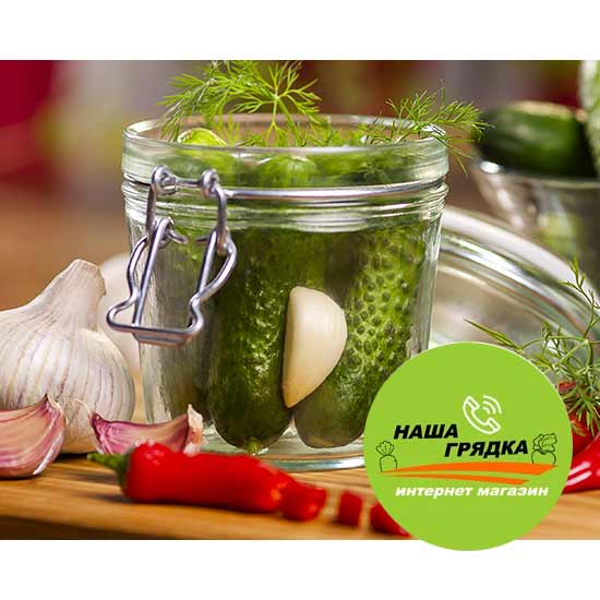 Топ кращих сортів огірків Україна