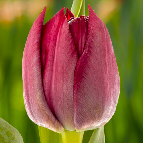 Тюльпан Krissi 600 цибулин розмір 12+