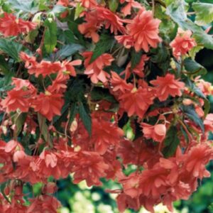 Бегонія ампельна Лососева