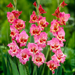 Гладіолус Cindy