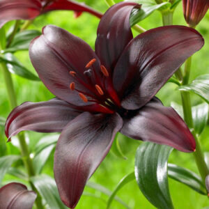 Лілія Dimention