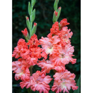 Гладіолус Ted's Frizzle