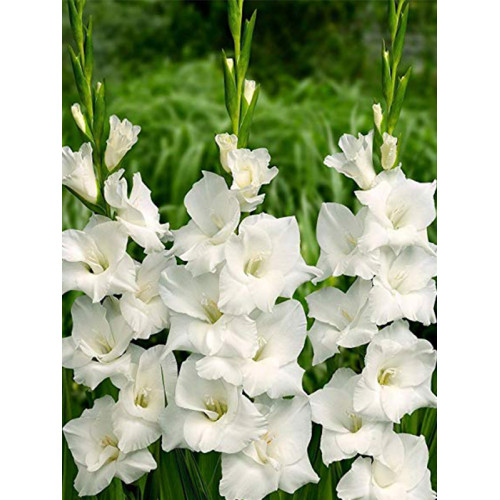 Гладіолус White Prosperity