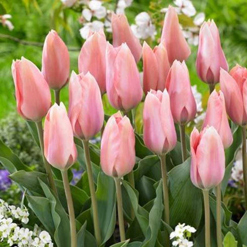 Тюльпан Поко-Локо 30 цибулин розмір 10/11