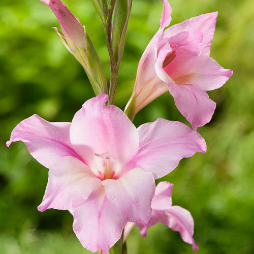Гладіолус Charming Beauty