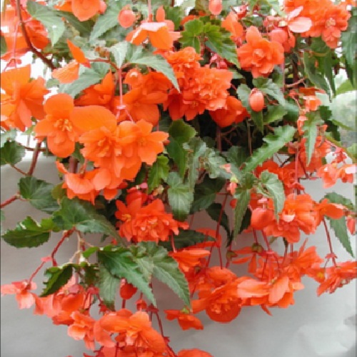 Бегонія ампельна Помаранчева