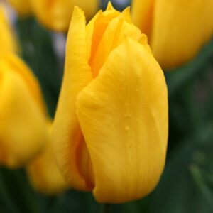 Тюльпан Caractere 600 цибулин розмір 12+