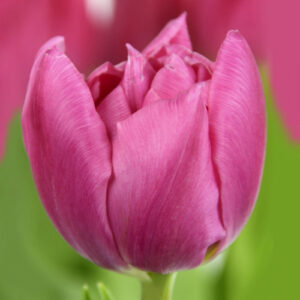 Тюльпан Oeral 600 цибулин розмір 12+