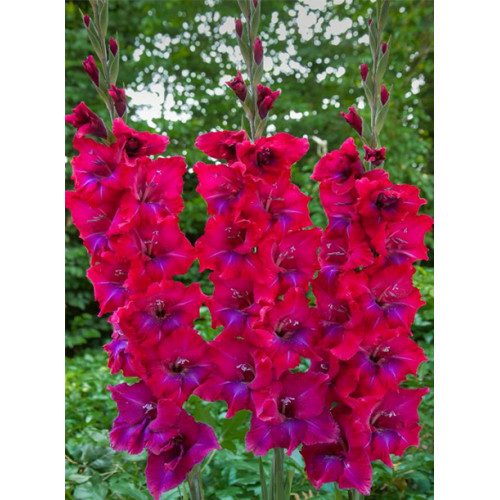 Гладіолус Union Jack