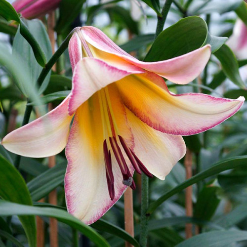 Лілія Beijing Moon