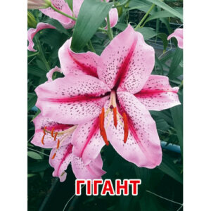 Лілія Olimpic Torch