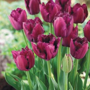 Тюльпан Bulldog 600 цибулин розмір 12+