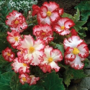 Бегонія Кріспа Марджинат червоно-біла
