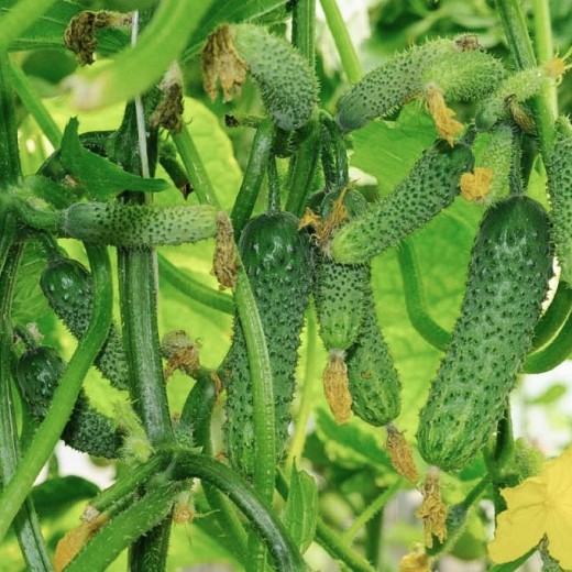 Огірок Гірлянда пакет 30 насінин