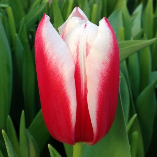 Тюльпан Chacha 600 цибулин розмір 12+