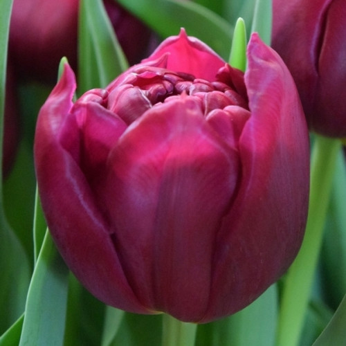 Тюльпан World Bowl 600 цибулин розмір 12+