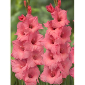 Гладіолус Fortarosa