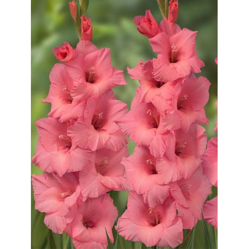 Гладіолус Fortarosa