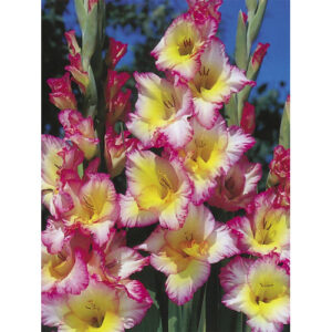 Гладіолус Cheops