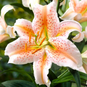 Лілія Salmon Star