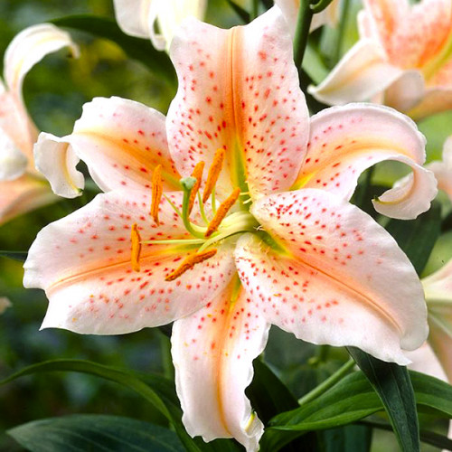 Лілія Salmon Star