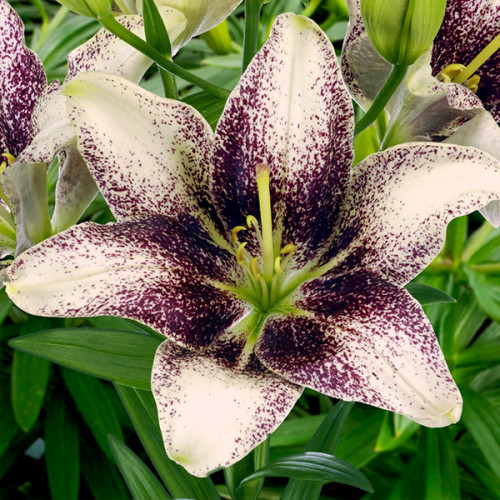 Лілія Heart Balance