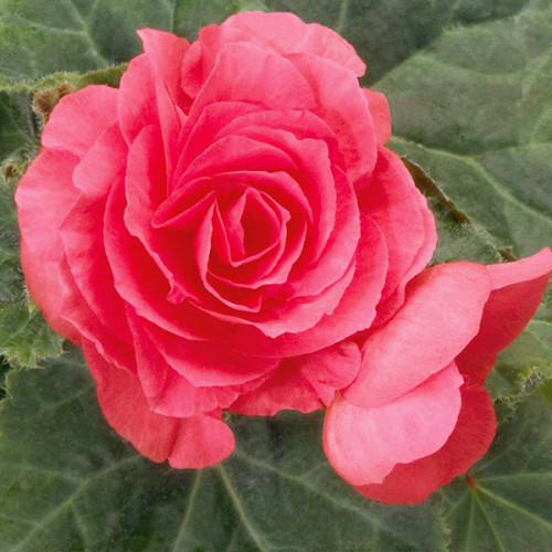 Бегонія махрова Рожева