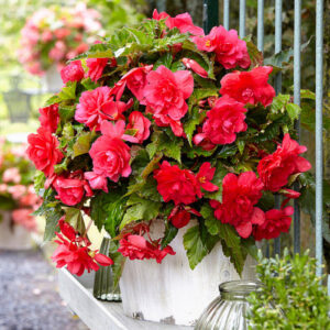 Бегонія ампельна з гігантськими квітками Рожева