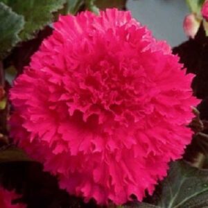 Бегонія фімбріата Рожева