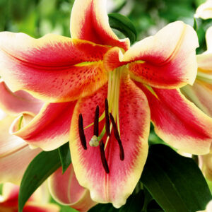 Лілія Holland Beauty