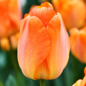 Тюльпан Daydream 600 цибулин розмір 12+