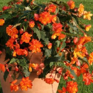 Бегонія ампельна Каскад Помаранчева