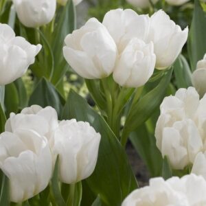 Тюльпан Вайс Берлінер 30 цибулин розмір 10/11