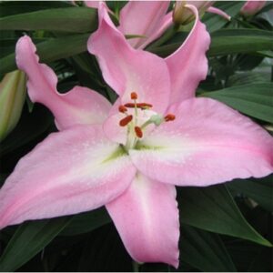 Лілія Willeke Alberti