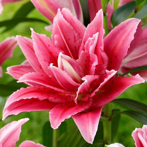 Лілія Roselily Talissa