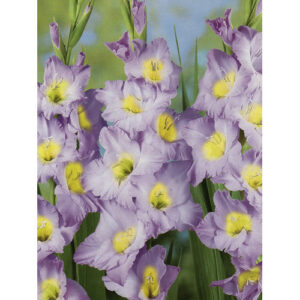 Гладіолус Dynamite