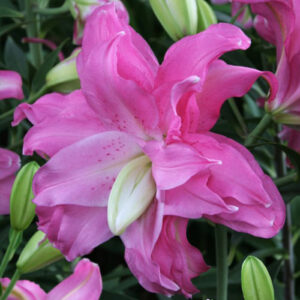 Лілія Lotus Joy