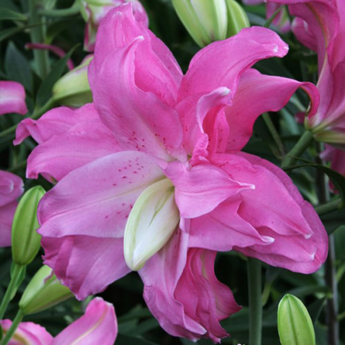 Лілія Lotus Joy