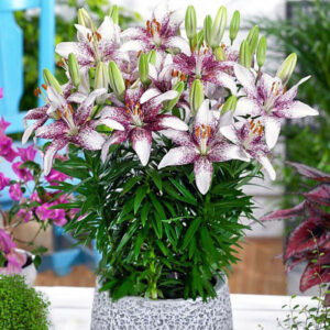 Лілія Crossover