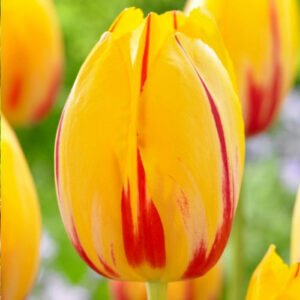 Тюльпан La Courtine 25 цибулин розмір 10/11