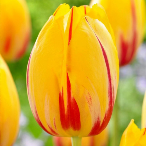 Тюльпан La Courtine 25 цибулин розмір 10/11