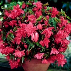 Бегонія ампельна Рожева