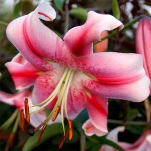 Лілія Anastasia