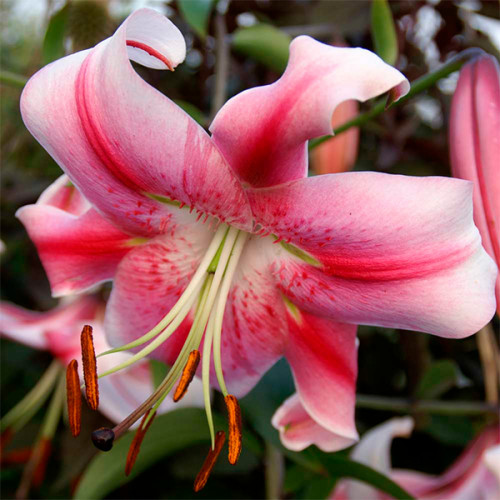 Лілія Anastasia