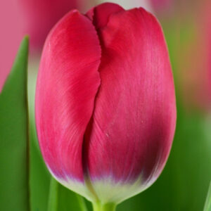 Тюльпан Friso 600 цибулин розмір 12+